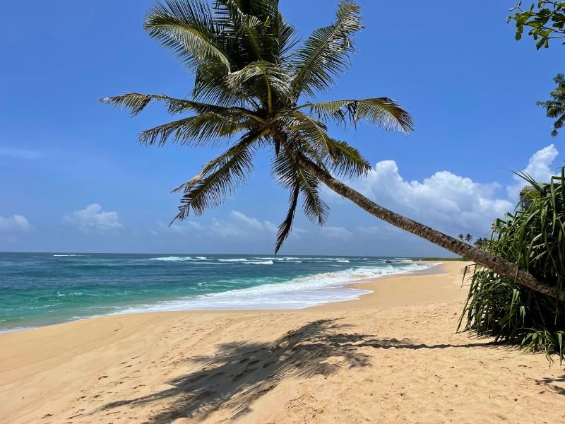 Palme am Strand