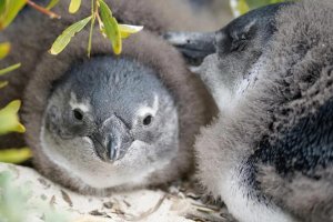 Pinguin am Boulders Beach in Südafrika