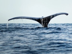 Walflosse vor der Küste Neuenglands in den USA