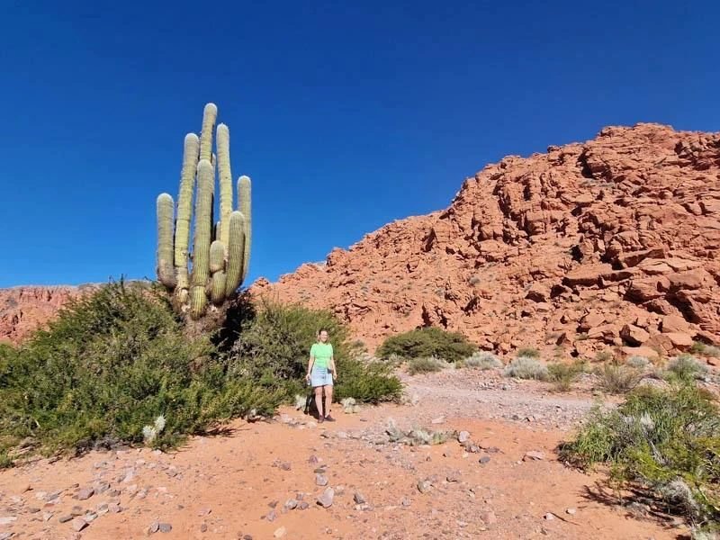Karge Landschaft mit Kakteen in Argentinien