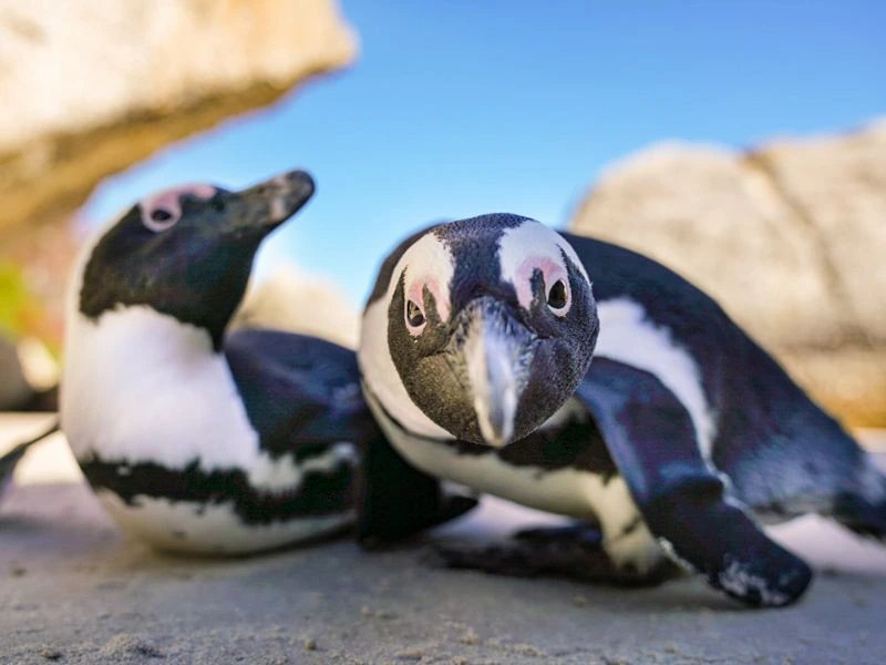 Pinguin in Simonstown