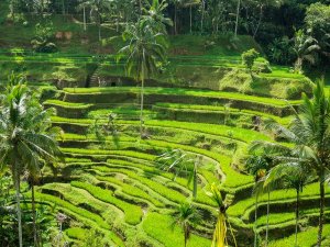 Reisterassen bei Ubud auf Bali