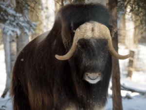 Norwegen Urlaub - Moschusochsen