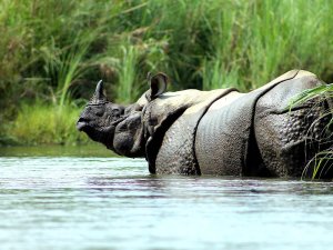 Nepal - Nashorn im Fluss