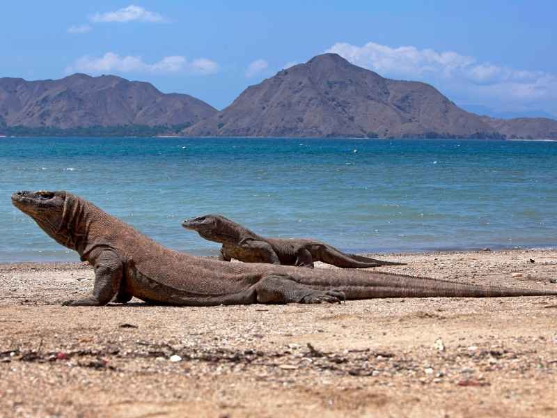 Warane beobachten auf Komodo