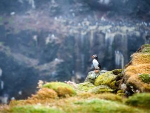 Papageitaucher steht auf einer moosbedeckten Klippe mit einer verschwommenen Vogelkolonie im Hintergrund in Island