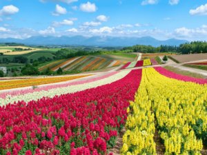 Bunte Blumenfelder auf Hokkaido, Japan