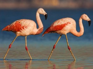 Flamingos in Chile