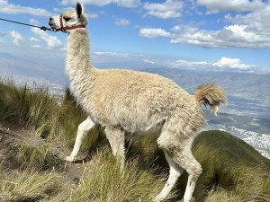 Alpaka auf dem Rucu Pichincha