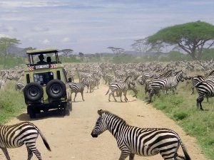 Jeep zwischen einer Zebraherde im Tarangire Nationalpark