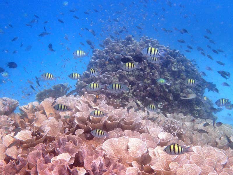 Bunte Fische im Riff