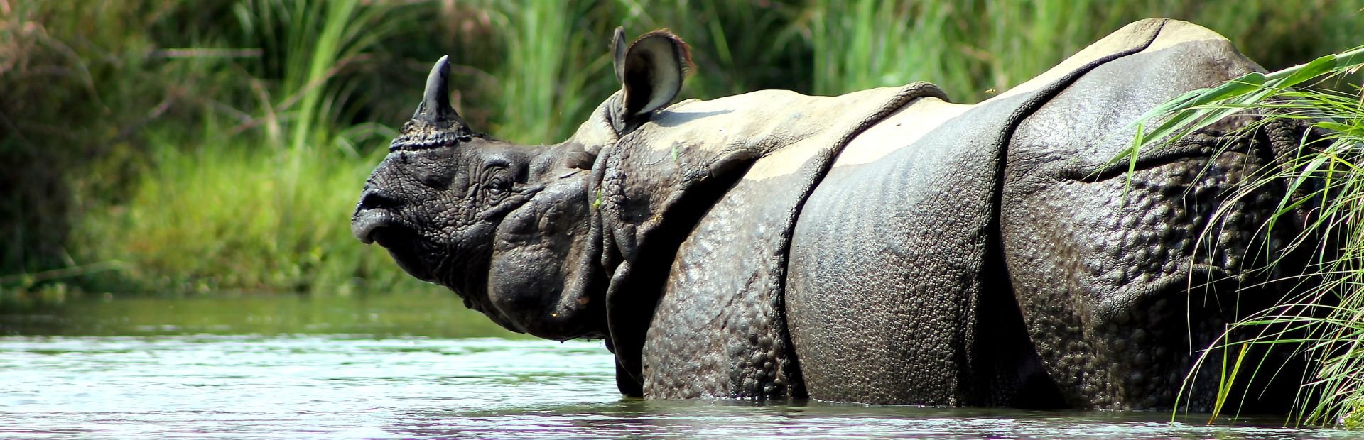 Panzernashorn im Chitwan Nationalpark