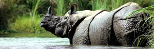 Panzernashorn im Chitwan Nationalpark