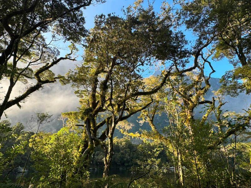 Bäume in einem Wald am Milford Sound von untern fotografiert