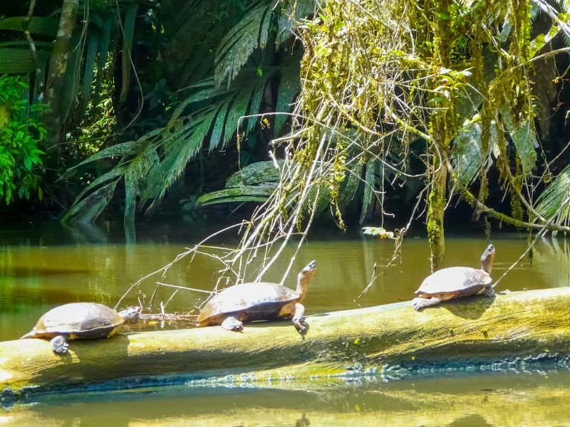 Schildkröten auf einem Ast in Costa Rica