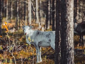 Rentier im Herbst in Lappland