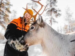 Frau füttert Rentier in Lappland