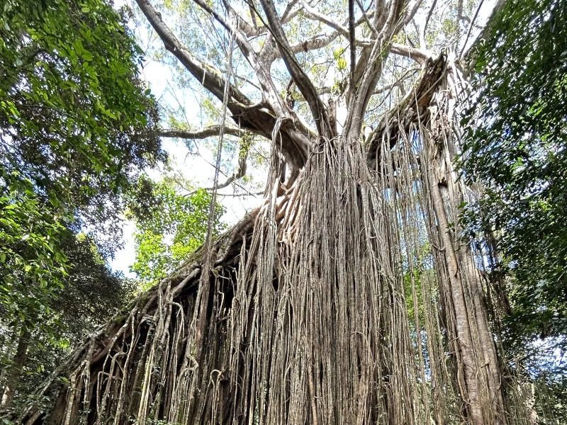 Großer Curtain Fig Tree in den Atherton Tablelands, Australien