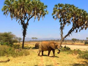 Elefant in Samburu