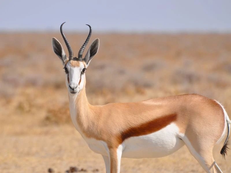Namibia - Kalahari - Springbok