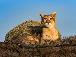 Ein Puma liegt in der Sonne Chiles