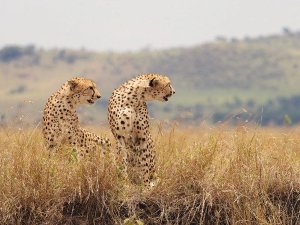 Leoparden in der Savanne von Tansania