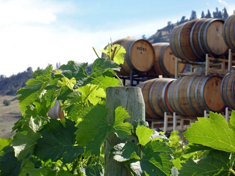 Weinfässer und Weinreben in Kanadas Weinregion.