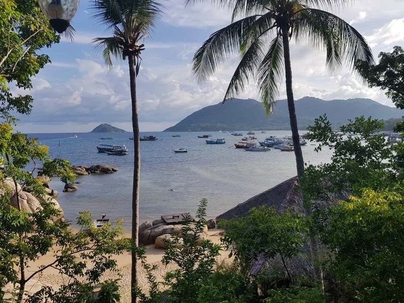 Palmen in einer Bucht auf Koh Tao in Thailand