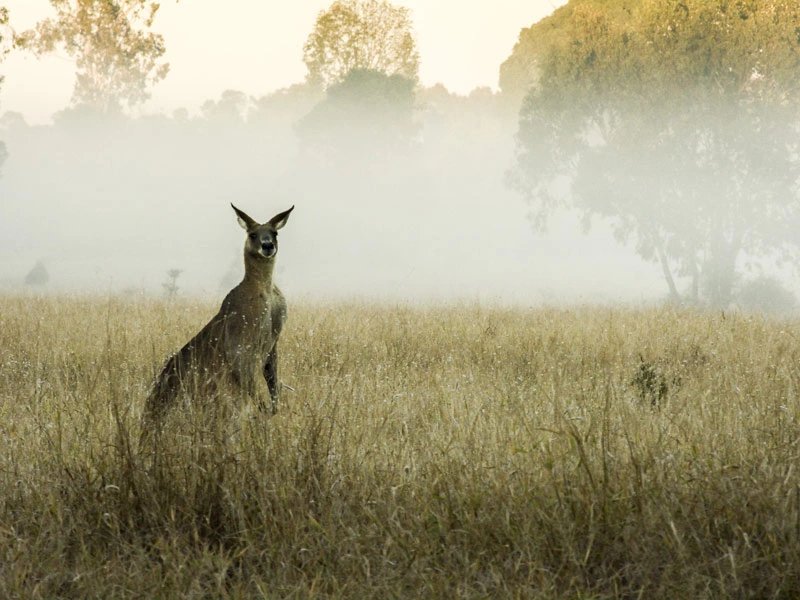 Känguru in Australien