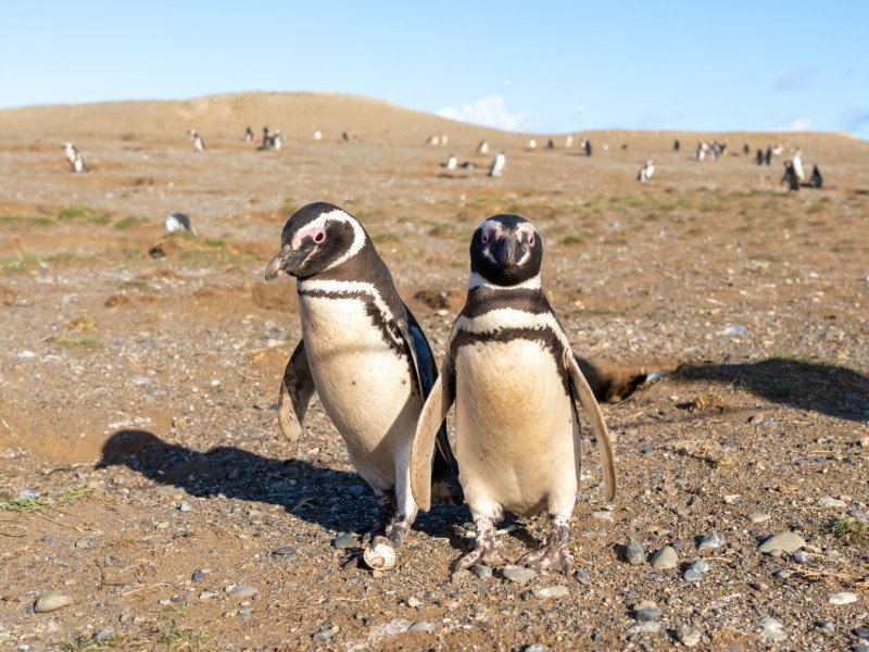 Nahaufnahme der Pinguine in Punta Arenas