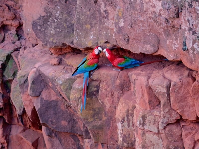 Macaws en ara's in Brazilie Bonito Pantanal