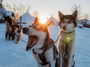 Huskytour in Norwegisch Lappland