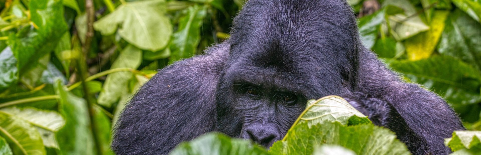 Gorilla in Bwindi