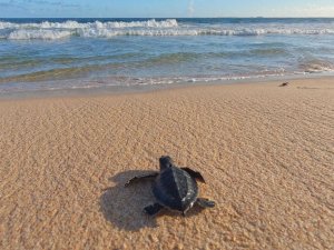 Schildkröte am Strand von Sukamade