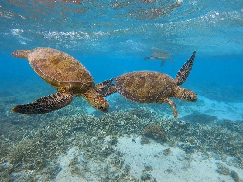 Meereschildkröten unter Wasser am Great Barrier Reef