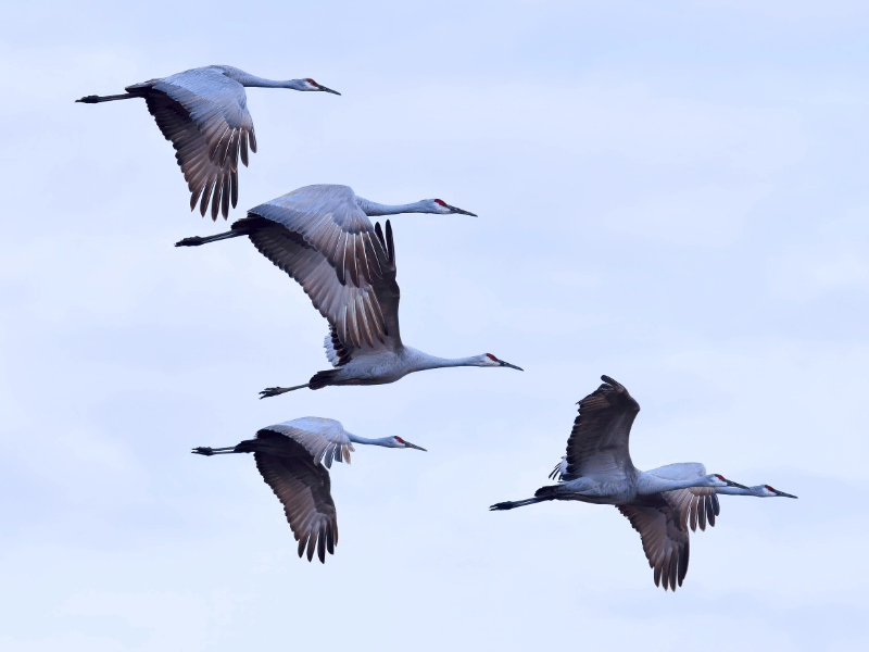 Störche fliegen durch die Luft