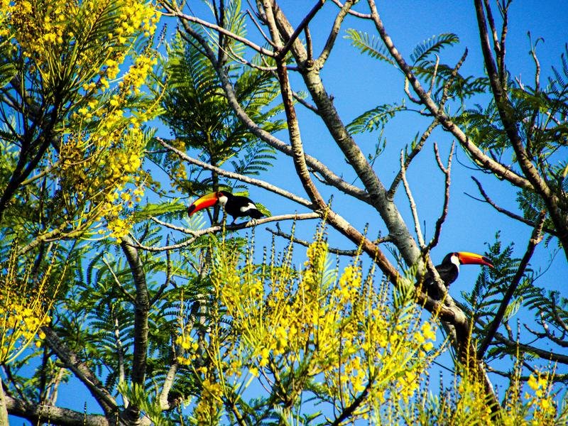 Tukane am Amazonas in Brasilien