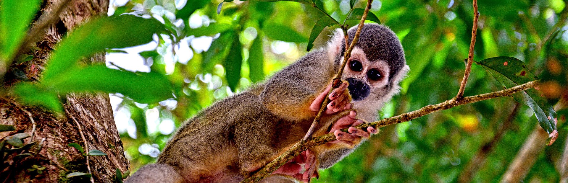 Affe auf Ast in Cuyabeno, Ecuador
