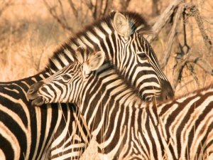 Zebras in Südafrika