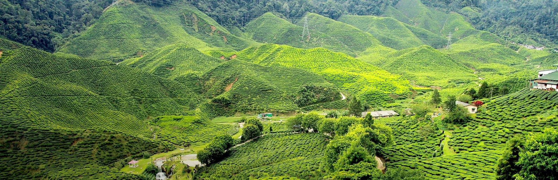 Teeplantagen in den Bergen Sri Lankas