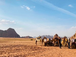 Kamele in Wadi Rum - Jordanien Höhepunkte