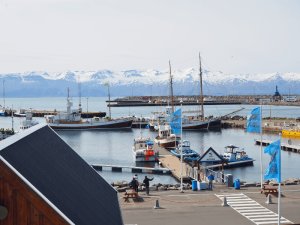 Hafen mit verschiedenen Booten, darunter große Schoner und blaue Whale-Watching-Flaggen, vor schneebedeckten Bergen in Island
