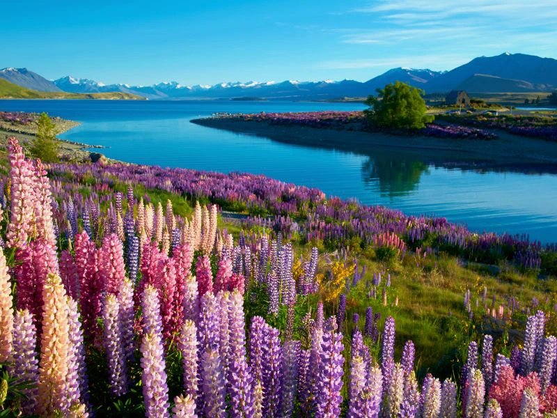 Lake tekapo nieuw zeeland