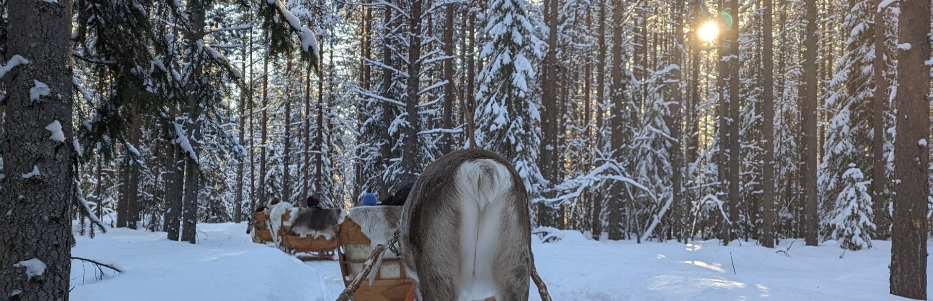 Rentiersafari durch den Winterwald in Lappland