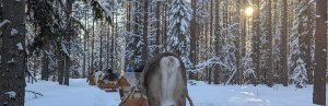 Rentiersafari durch den Winterwald in Lappland