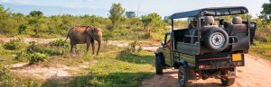 Elefant im Yala Nationalpark