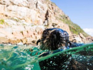 Robbe in Plettenberg Bay in Südafrika