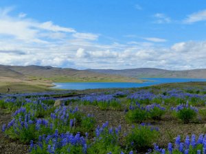 Feld mit violetten Lupinen an einem blauen See und sanften Hügeln unter bewölktem Himmel in Island