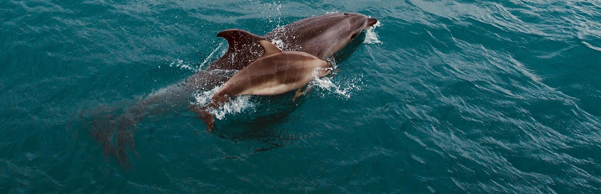Großer und Babydelfin schwimmen im Wasser in Neuseeland.