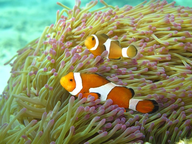 Clownfische im Meer von Malaysia